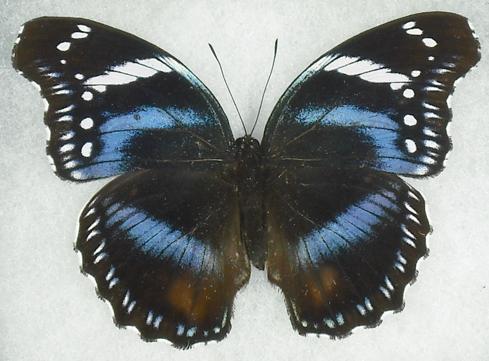 Hypolimnas antevorta male (aberration) (Internet Image property of respective owner, non-commercial use only)